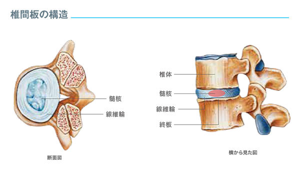 椎間板の構造の画像
